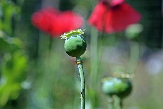 flor